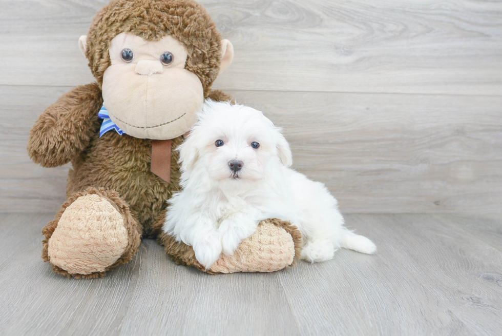 Best Maltipoo Baby