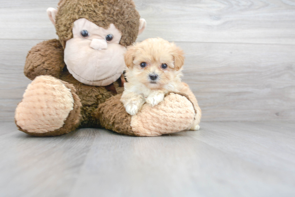 Best Maltipoo Baby