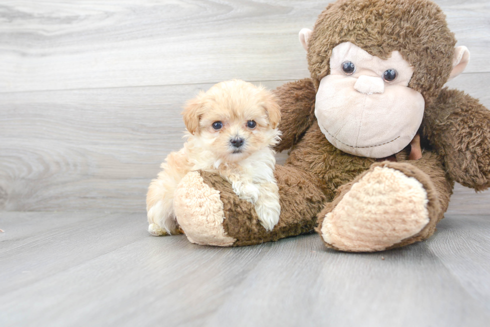 Adorable Maltese Poodle Poodle Mix Puppy