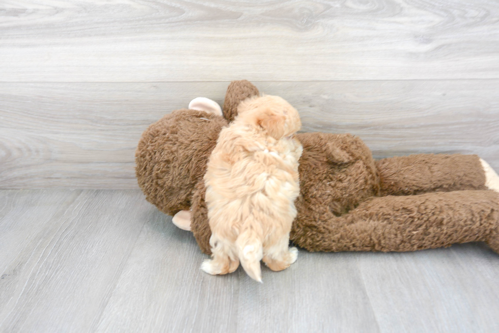 Little Maltepoo Poodle Mix Puppy