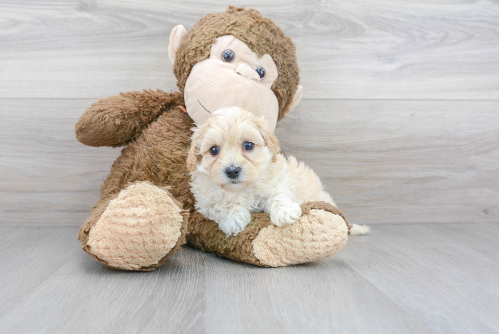 Maltipoo Puppy for Adoption