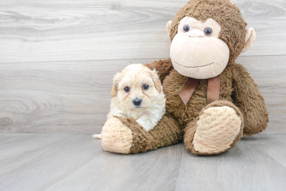 Maltipoo Puppy for Adoption