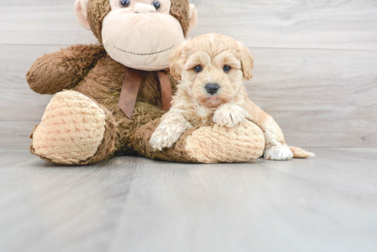 Maltipoo Puppy for Adoption