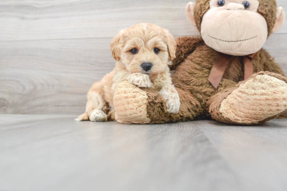 Playful Maltepoo Poodle Mix Puppy