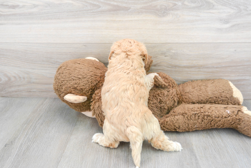 Maltipoo Pup Being Cute