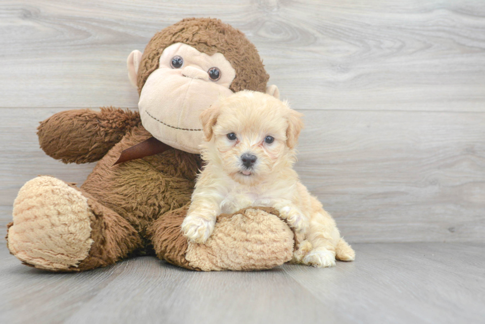 Cute Maltipoo Baby