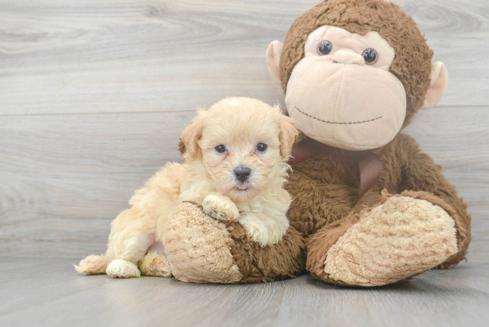 Maltipoo Pup Being Cute