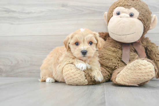 Little Maltese Poodle Poodle Mix Puppy