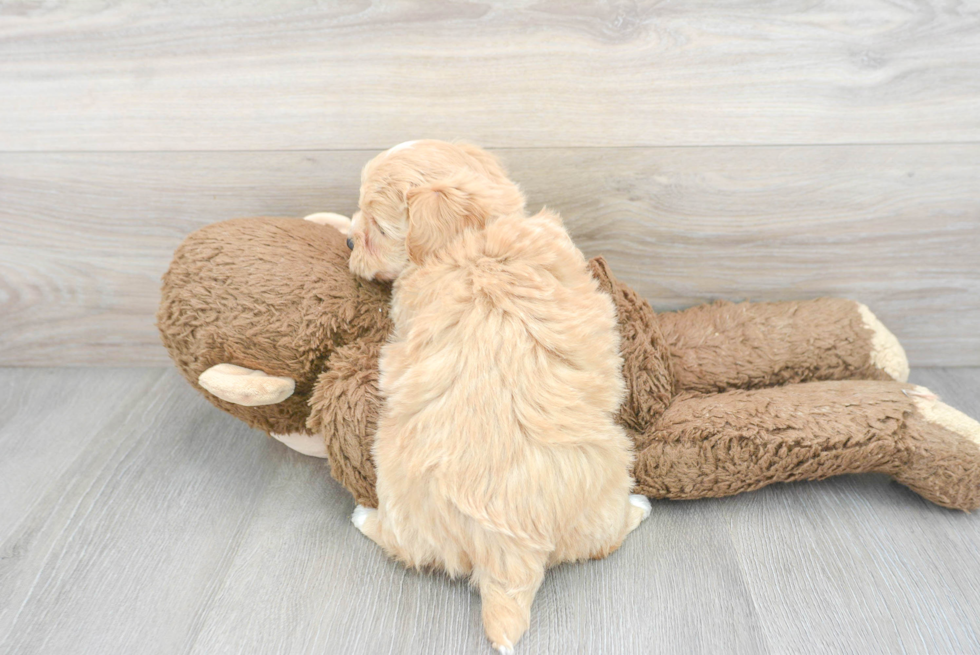 Adorable Maltese Poodle Poodle Mix Puppy