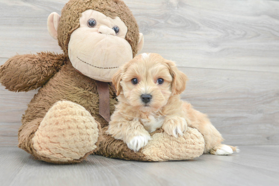 Friendly Maltipoo Baby