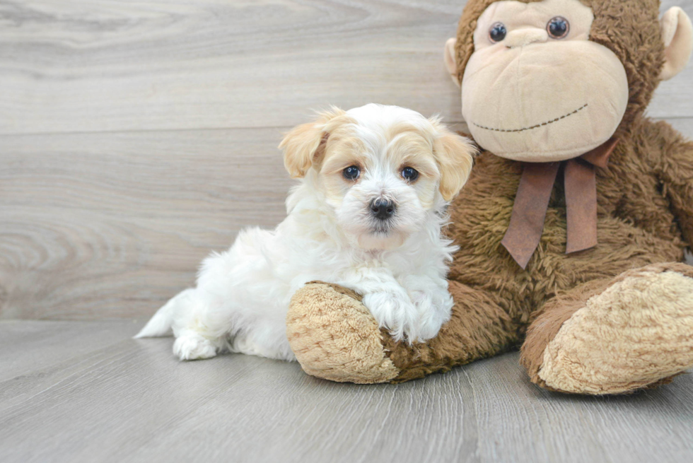 Energetic Maltese Poodle Poodle Mix Puppy