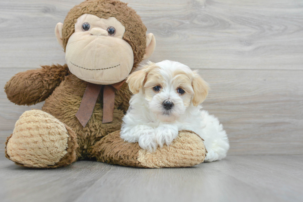 Maltipoo Puppy for Adoption