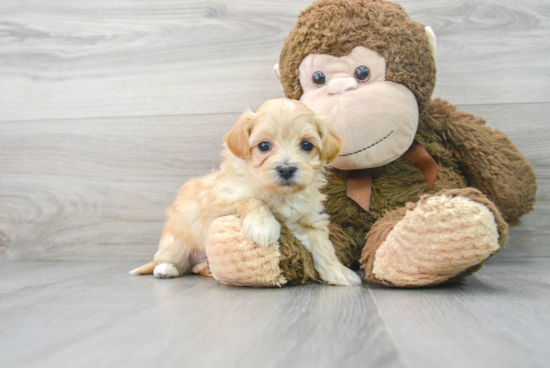 Fluffy Maltipoo Poodle Mix Pup