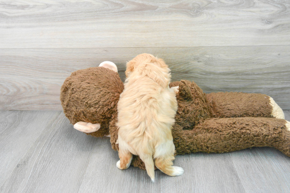 Maltipoo Pup Being Cute