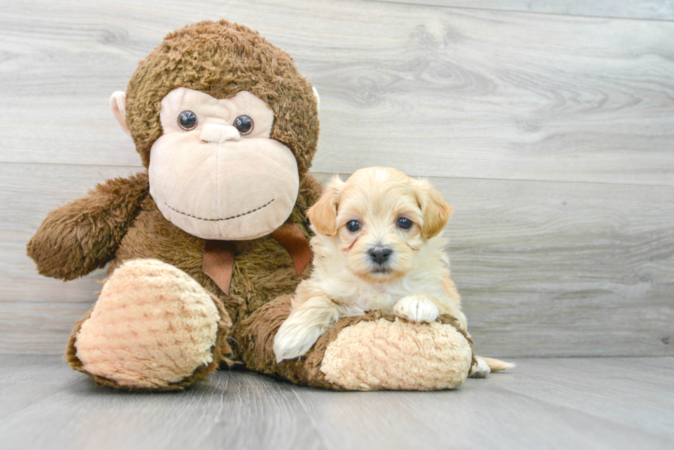 Playful Maltepoo Poodle Mix Puppy