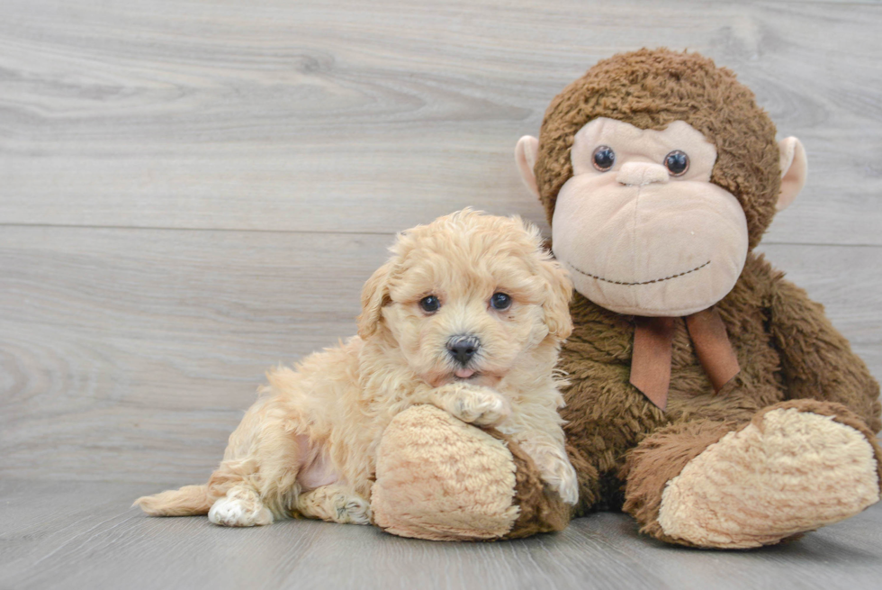 Maltipoo Puppy for Adoption