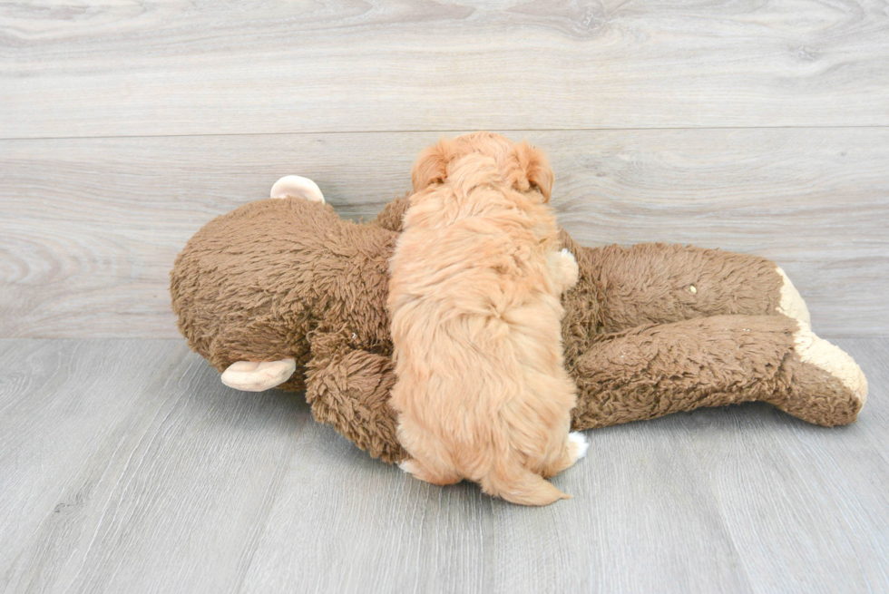 Fluffy Maltipoo Poodle Mix Pup