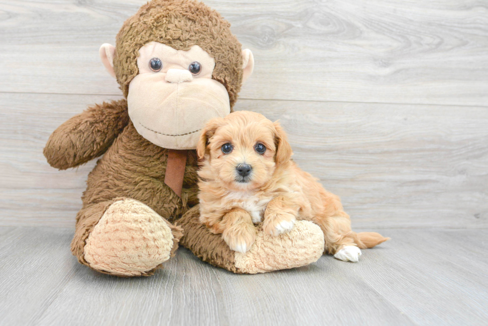 Maltipoo Pup Being Cute