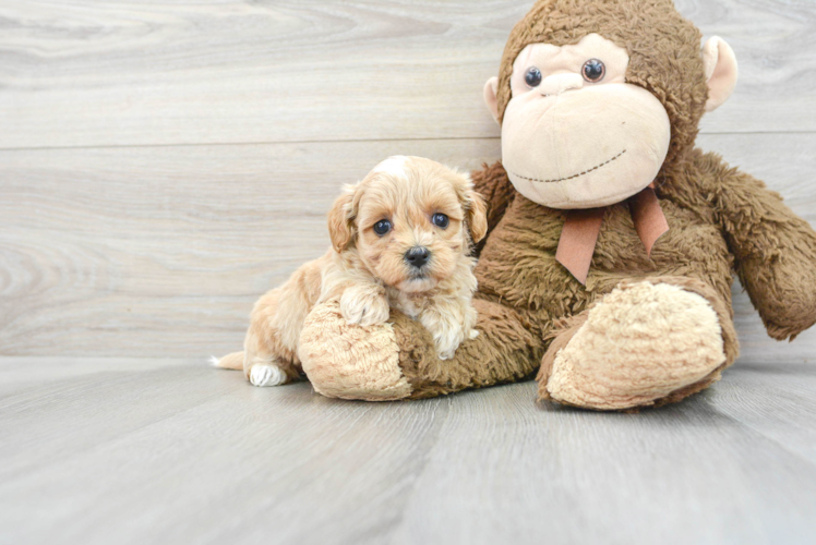 Smart Maltipoo Poodle Mix Pup