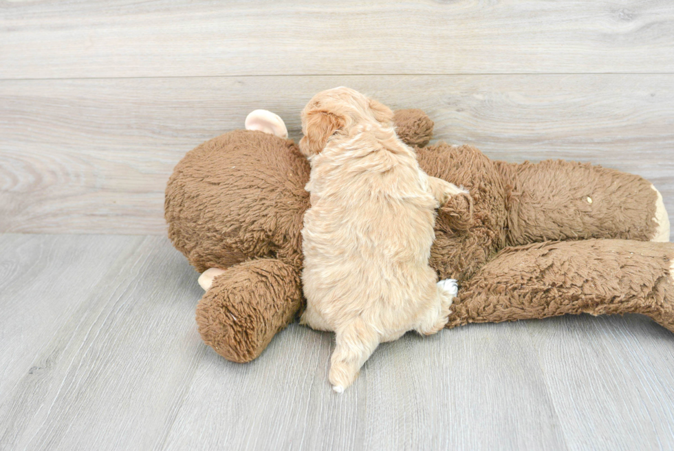 Fluffy Maltipoo Poodle Mix Pup