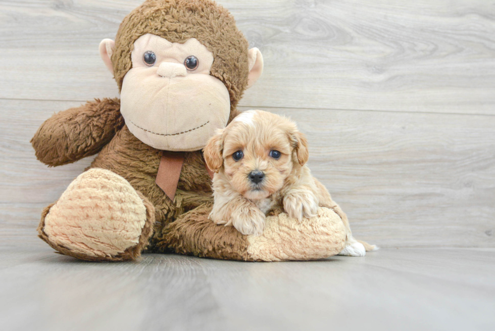 Happy Maltipoo Baby