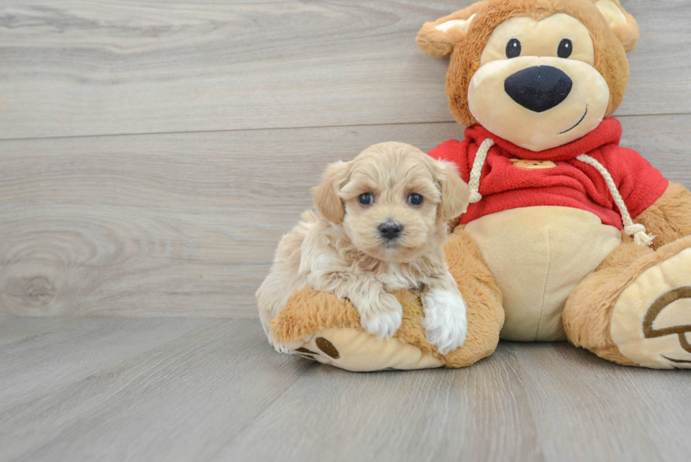 Maltipoo Puppy for Adoption