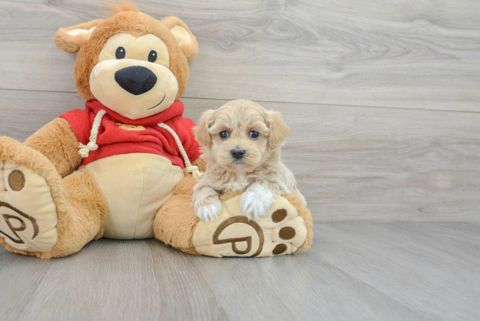 Maltipoo Pup Being Cute