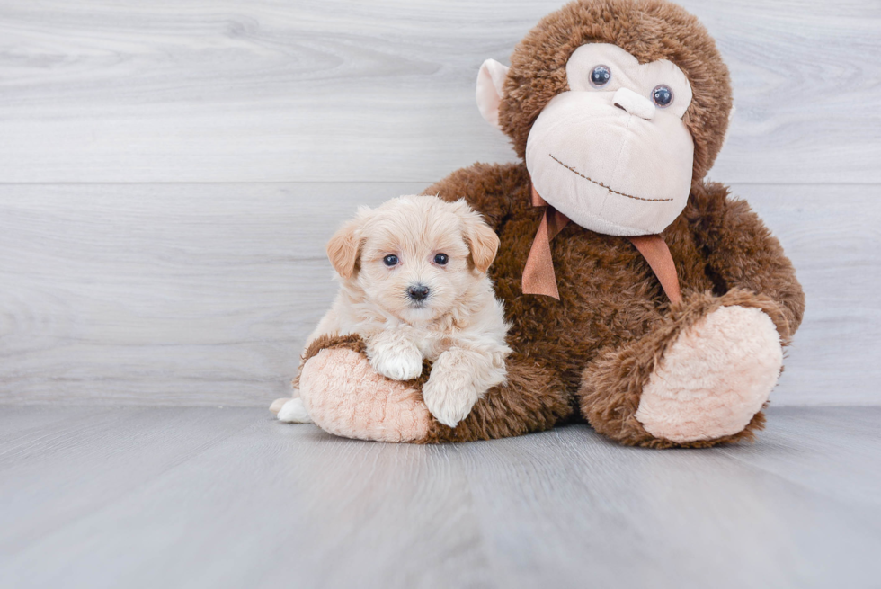 Maltipoo Pup Being Cute