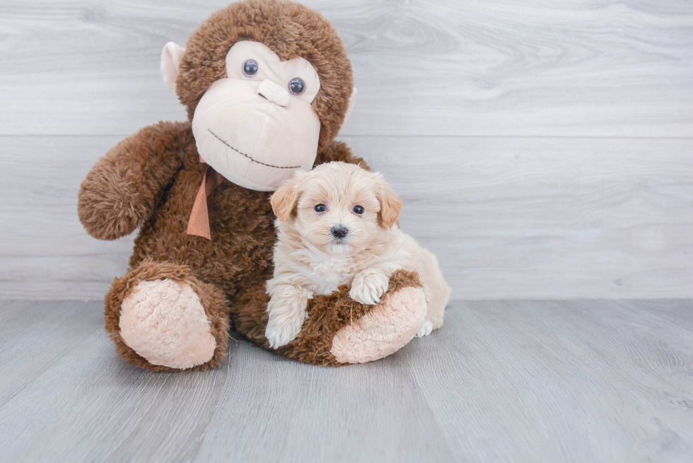 Little Maltese Poodle Poodle Mix Puppy