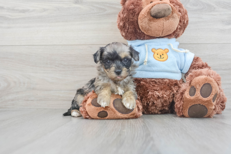 Happy Maltipoo Baby