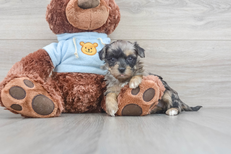 Hypoallergenic Maltepoo Poodle Mix Puppy