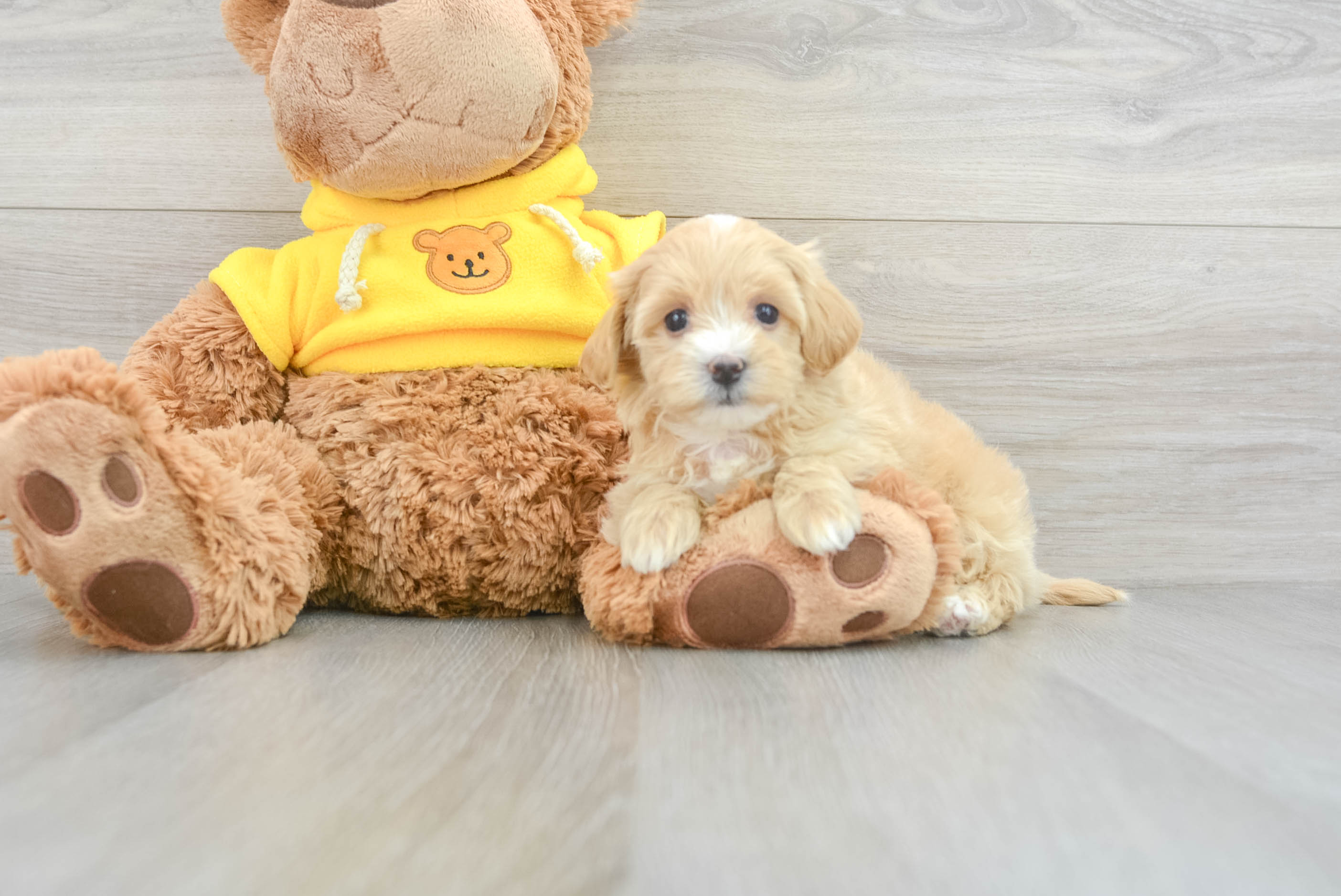 Maltipoo Pup Being Cute