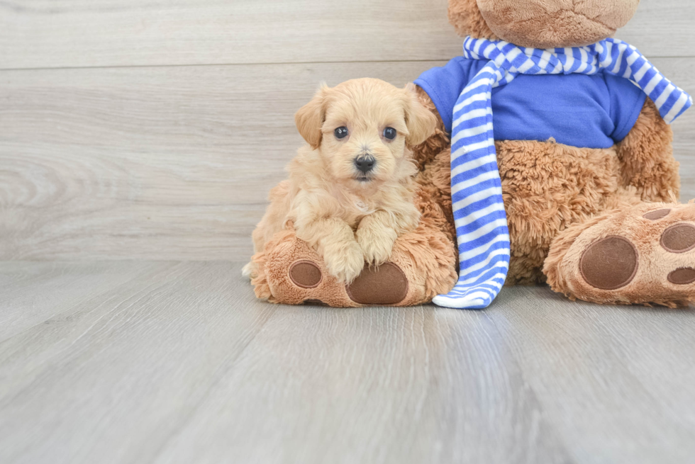 Maltipoo Puppy for Adoption