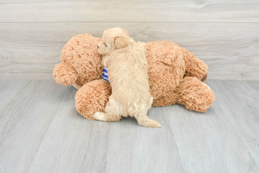 Smart Maltipoo Poodle Mix Pup