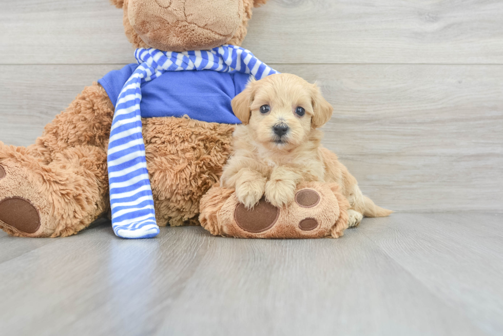 Best Maltipoo Baby