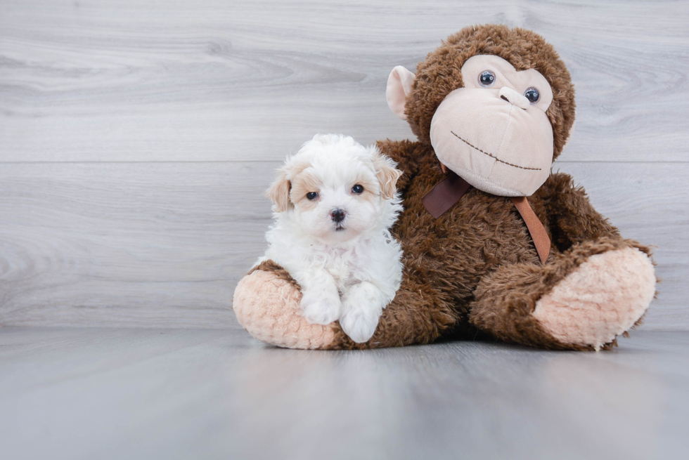 Maltipoo Pup Being Cute