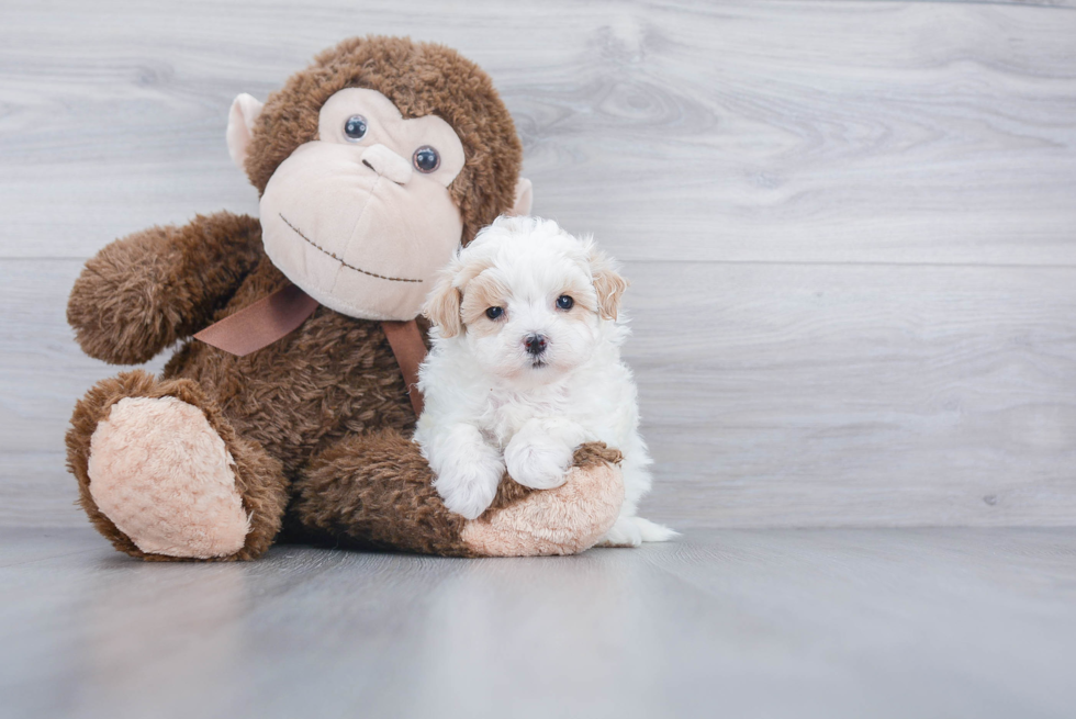 Petite Maltipoo Poodle Mix Pup