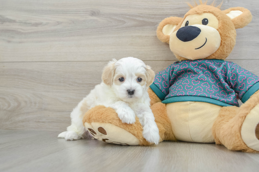 Happy Maltipoo Baby