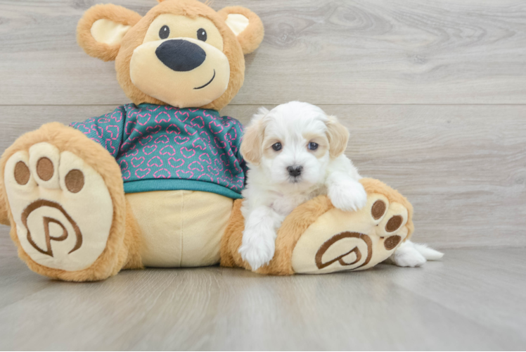 Maltipoo Puppy for Adoption