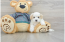 Maltipoo Puppy for Adoption