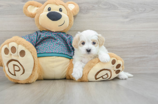 Maltipoo Puppy for Adoption