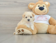 8 week old Maltipoo Puppy For Sale - Premier Pups