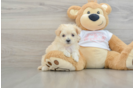 Smart Maltipoo Poodle Mix Pup