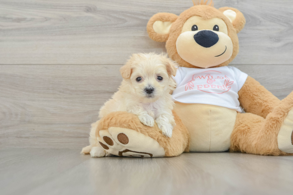 Smart Maltipoo Poodle Mix Pup