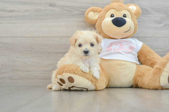 Smart Maltipoo Poodle Mix Pup