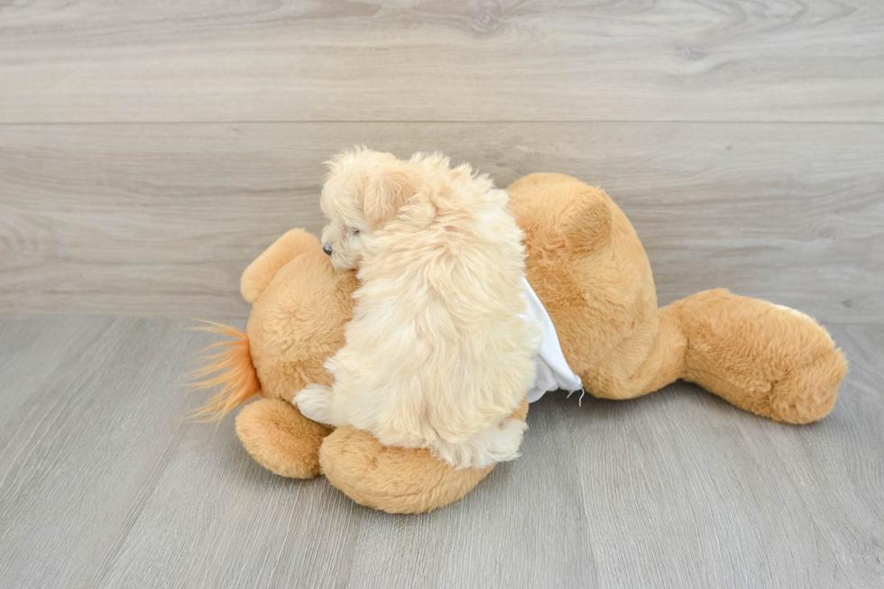 Maltipoo Pup Being Cute