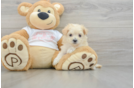 Popular Maltipoo Poodle Mix Pup