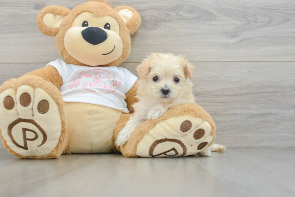 Popular Maltipoo Poodle Mix Pup