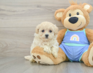 8 week old Maltipoo Puppy For Sale - Premier Pups