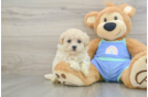 Maltipoo Puppy for Adoption